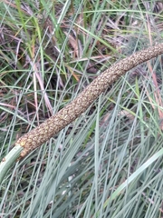 Xanthorrhoea minor lutea