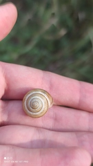 Caucasotachea vindobonensis