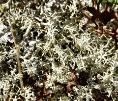 Cladonia arbuscula