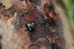 Chalcopteroides