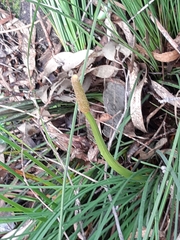 Xanthorrhoea minor lutea