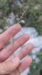 Agrostis gigantea