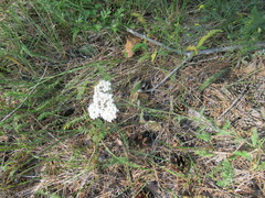 Achillea asiatica