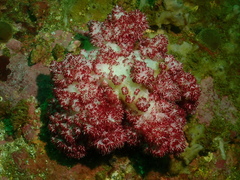 Dendronephthya