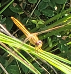Crocothemis servilia