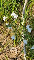 Lobelia kalmii