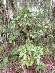 Pseudopanax laetus