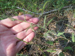 Achillea asiatica