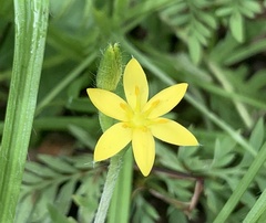 Hypoxis hirsuta