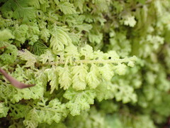 Trichocolea mollissima