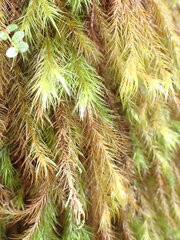 Cryptopodium bartramioides