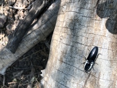 Chalcolepidius apacheanus