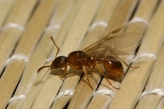 Myrmica rubra