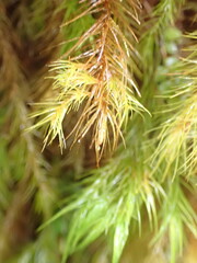 Cryptopodium bartramioides