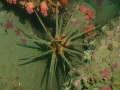 Prionocidaris baculosa