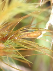 Cryptopodium bartramioides