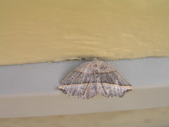 Metanema determinata