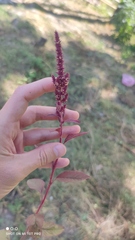 Amaranthus cruentus