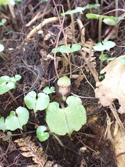 Corybas sanctigeorgianus