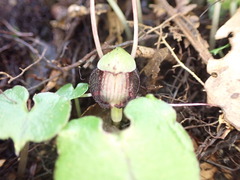 Corybas sanctigeorgianus