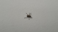 Metapocyrtus adspersus