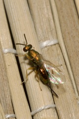 Torymidae
