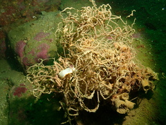 Goniobranchus sinensis