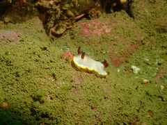 Goniobranchus sinensis