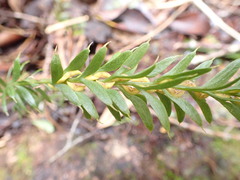 Tmesipteris tannensis