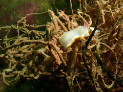 Goniobranchus sinensis