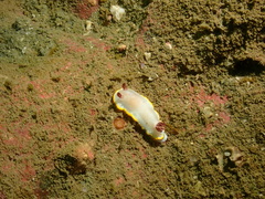 Goniobranchus sinensis