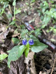 Rungia taiwanensis