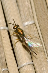 Torymidae