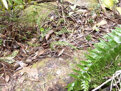 Tmesipteris tannensis