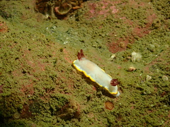 Goniobranchus sinensis