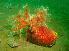 Pseudocolochirus violaceus