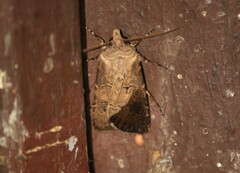 Agrotis bigramma