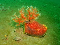 Pseudocolochirus violaceus