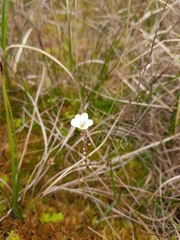 Saxifraga cernua