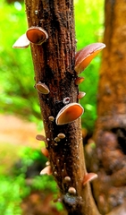 Auricularia