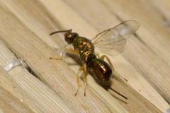 Torymidae