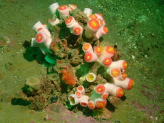 Tubastraea