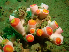 Tubastraea