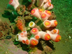 Tubastraea
