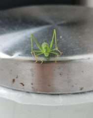 Leptophyes punctatissima