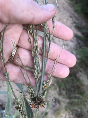 Panicum amarum amarulum