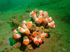 Tubastraea