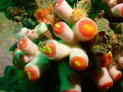 Tubastraea
