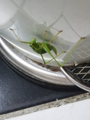 Leptophyes punctatissima