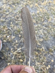 Pternistis adspersus